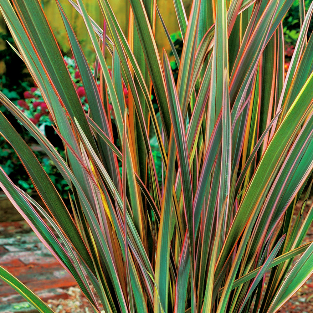 Phormium Maori Queen New Zealand Flax Evergreen Shrub Hardy Garden Plant in Pot - Picture 13 of 18