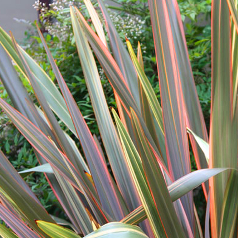 Phormium Maori Queen New Zealand Flax Evergreen Shrub Hardy Garden Plant in Pot - Picture 14 of 18