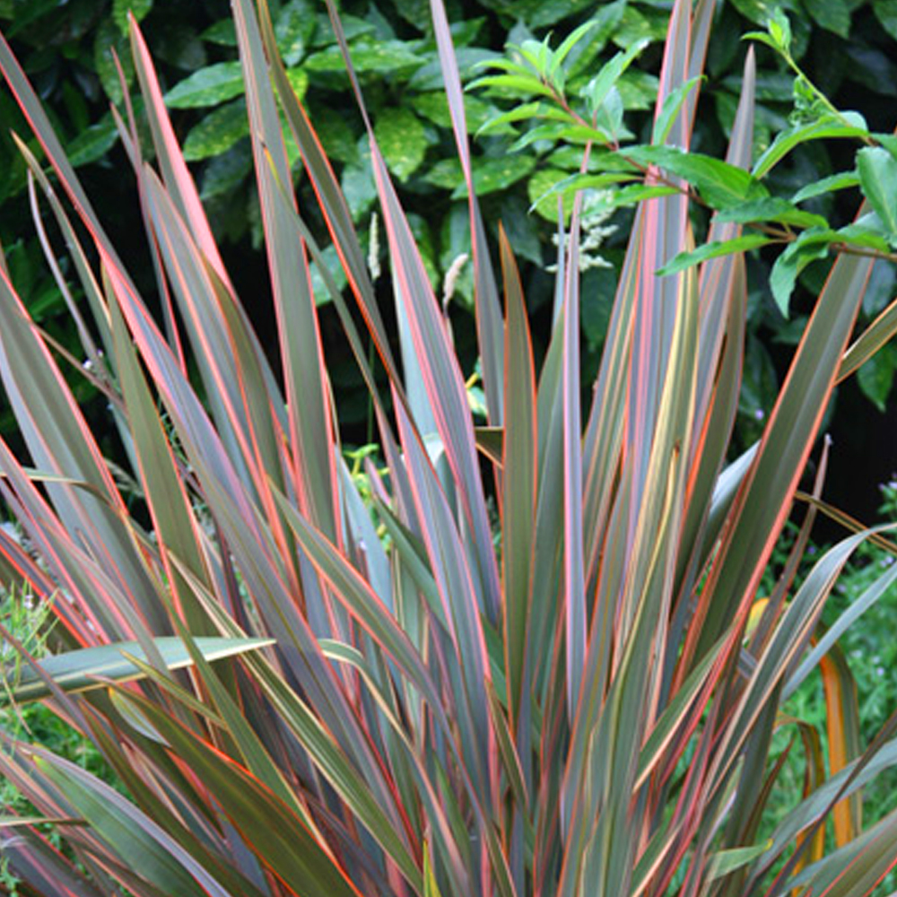 Phormium Maori Queen New Zealand Flax Evergreen Shrub Hardy Garden Plant in Pot - Picture 16 of 18