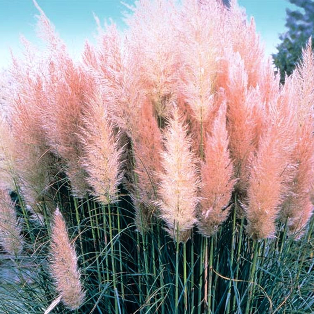 3 X Pink Rosea Cortaderia Selloana Pampas Grass Pumila Tall