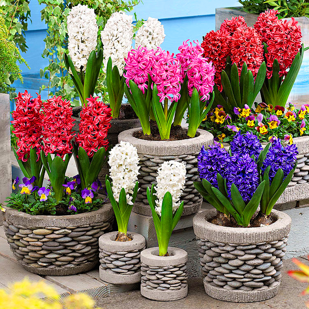Hyacinth Mixed Colours Indoor Outdoor Spring Flowering