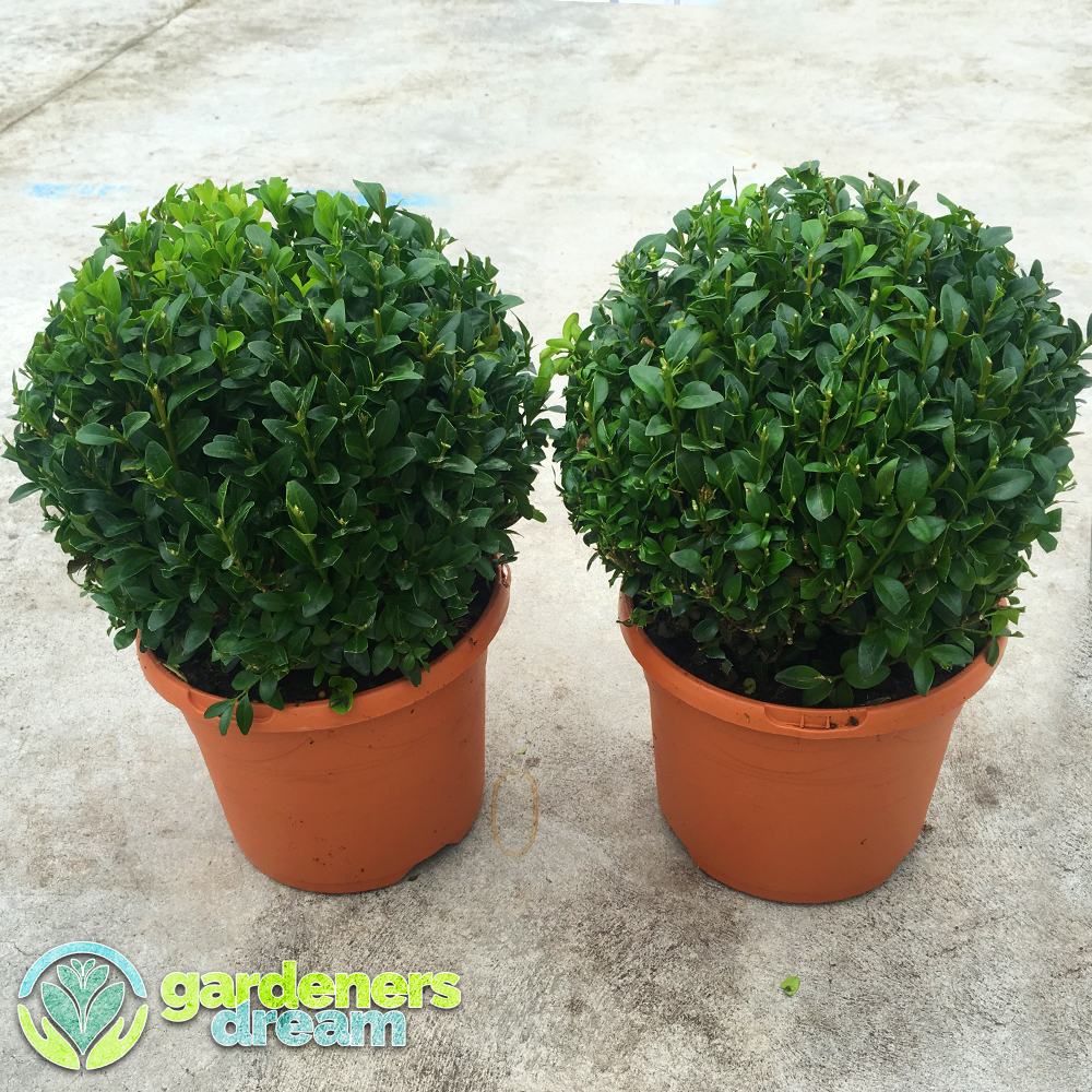 PAIR OF REAL 20CM EVERGREEN BUXUS BALL PLANT SEMPERVIRENS TOPIARY POT ...