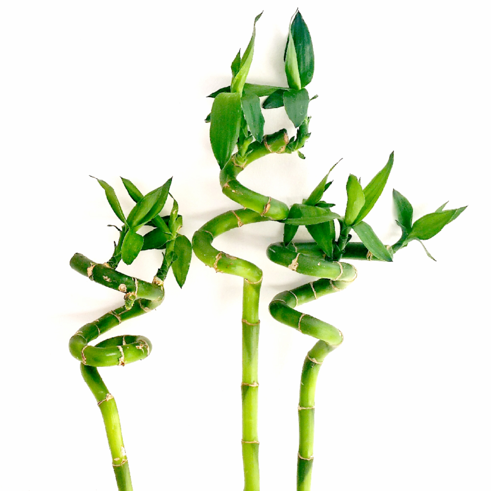 10 x Lucky Bamboo 50cm Spiral Stems For Indoor Plant Pot Garden