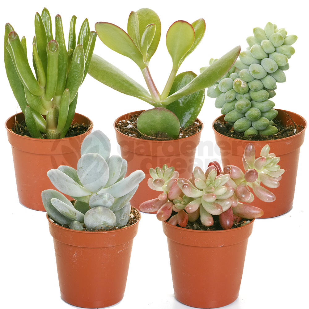 Succulent Mix 5 Plants House / Office Live Indoor Pot