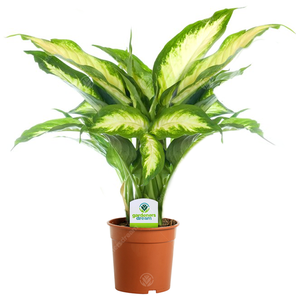 Dieffenbachia Camilla 1 Plant House / Office Live Indoor Pot Plant