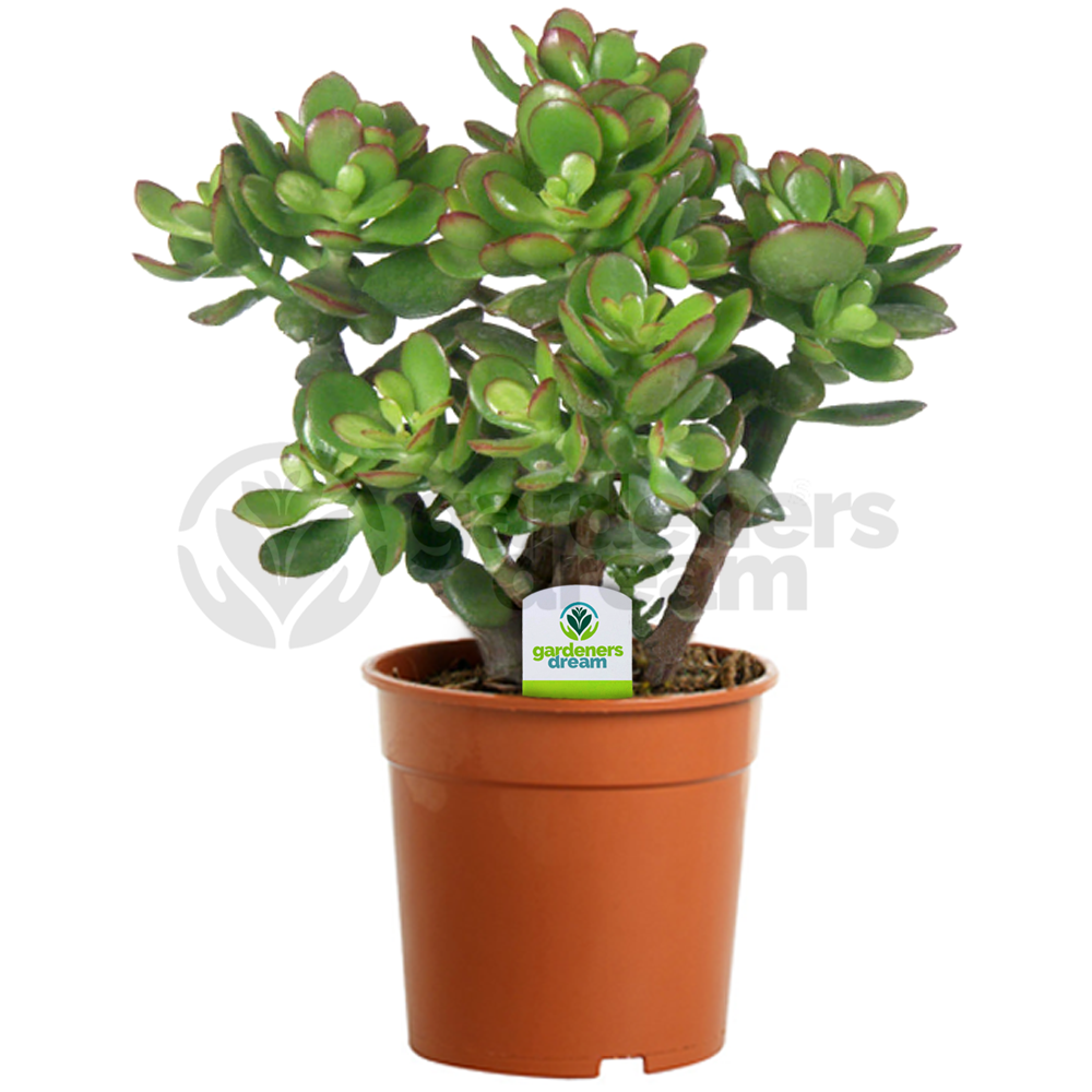 Crula Ovata 1 Plant House Office Live Indoor Pot Money Crula Ovata 1 Plant House Office Live Indoor Pot Money Penny Tree
