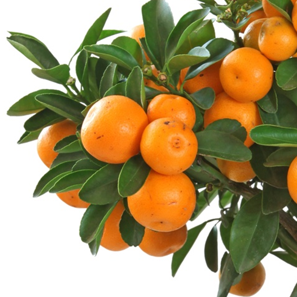 Citrus Calamondin - 1 Plant - House / Office Live Indoor Pot Plant Tree ...