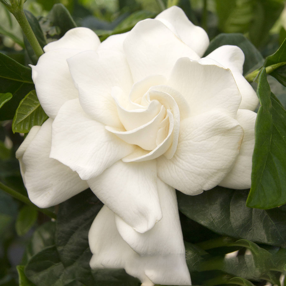 Plant in a Box - Gardenia Jasminoides - Onderhoudsvrije bloeiende kamerplant - Witte bloemen - Pot 13cm - Hoogte 20-30cm