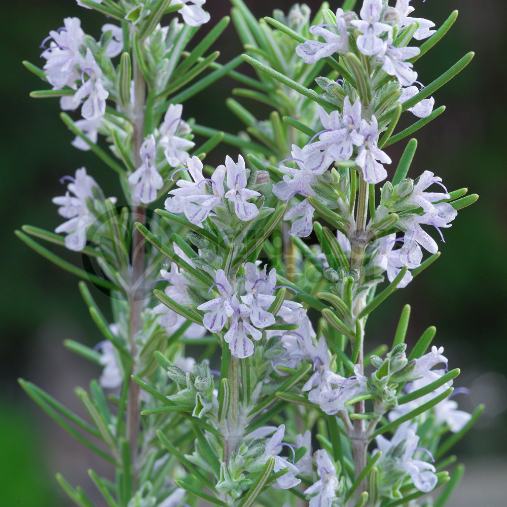 Rosemary Miss Jessops 1 Plant Garden Kitchen Herb for
