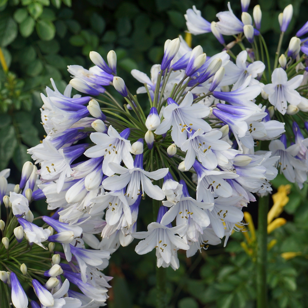 Agapanthus Twister 1 Plant African Blue Lily Outdoor
