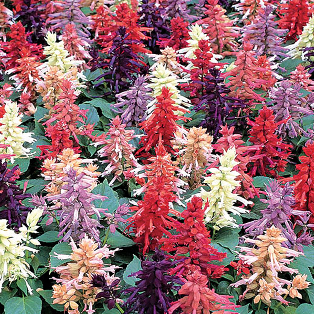 Salvia Varieties - 1 Plant - Blanket Flower Outdoor Herbaceous In 9cm