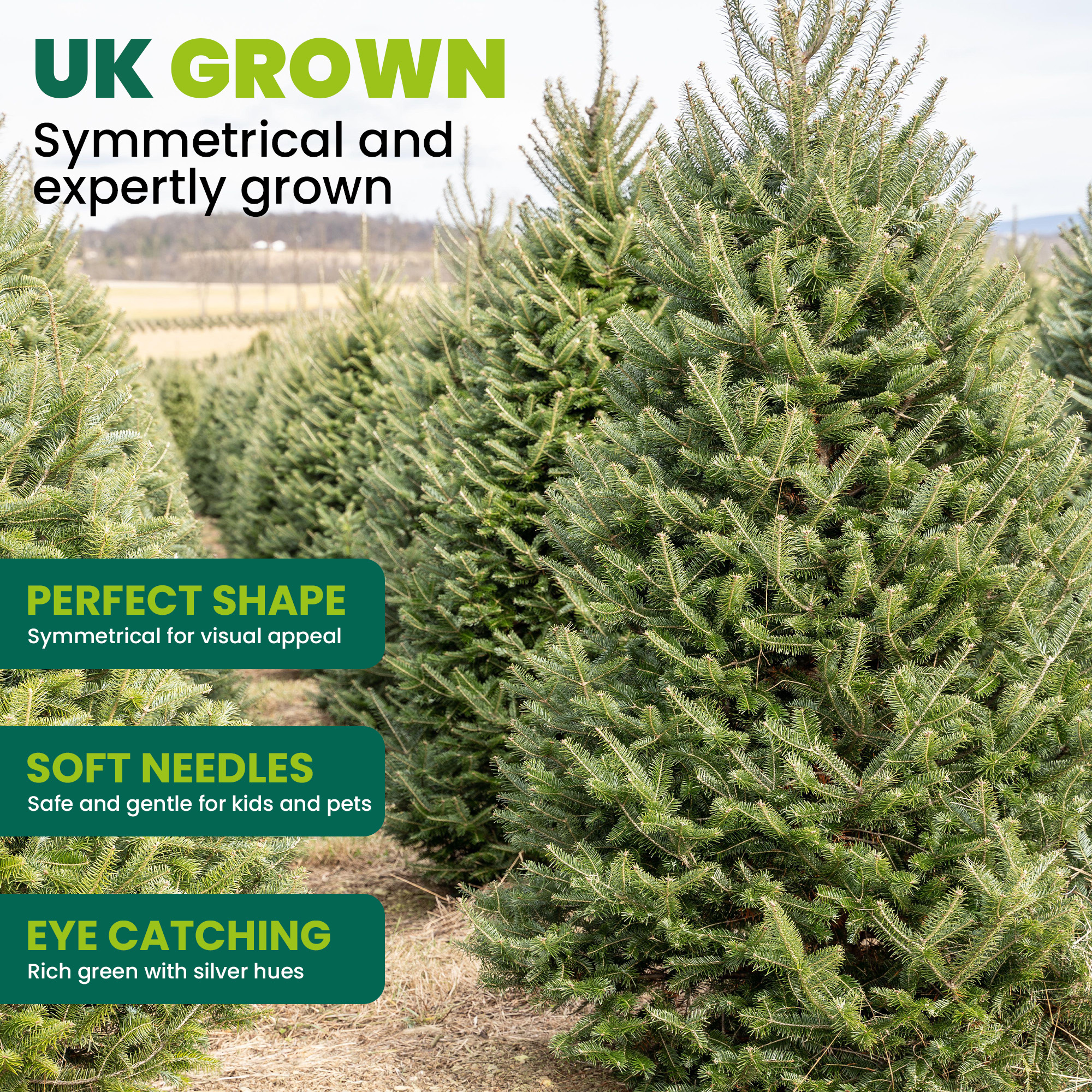 Fraser Fir Fresh Cut Christmas Tree - Real Live Fresh Seasonal Xmas Tree - Picture 57 of 90