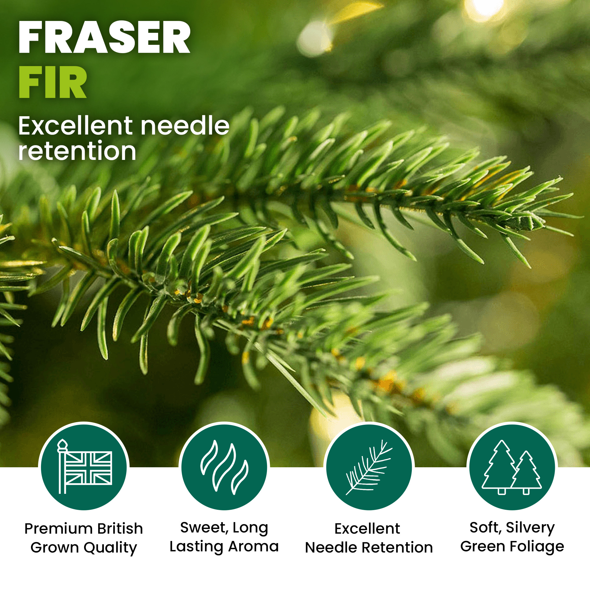 Fraser Fir Fresh Cut Christmas Tree - Real Live Fresh Seasonal Xmas Tree - Picture 58 of 90