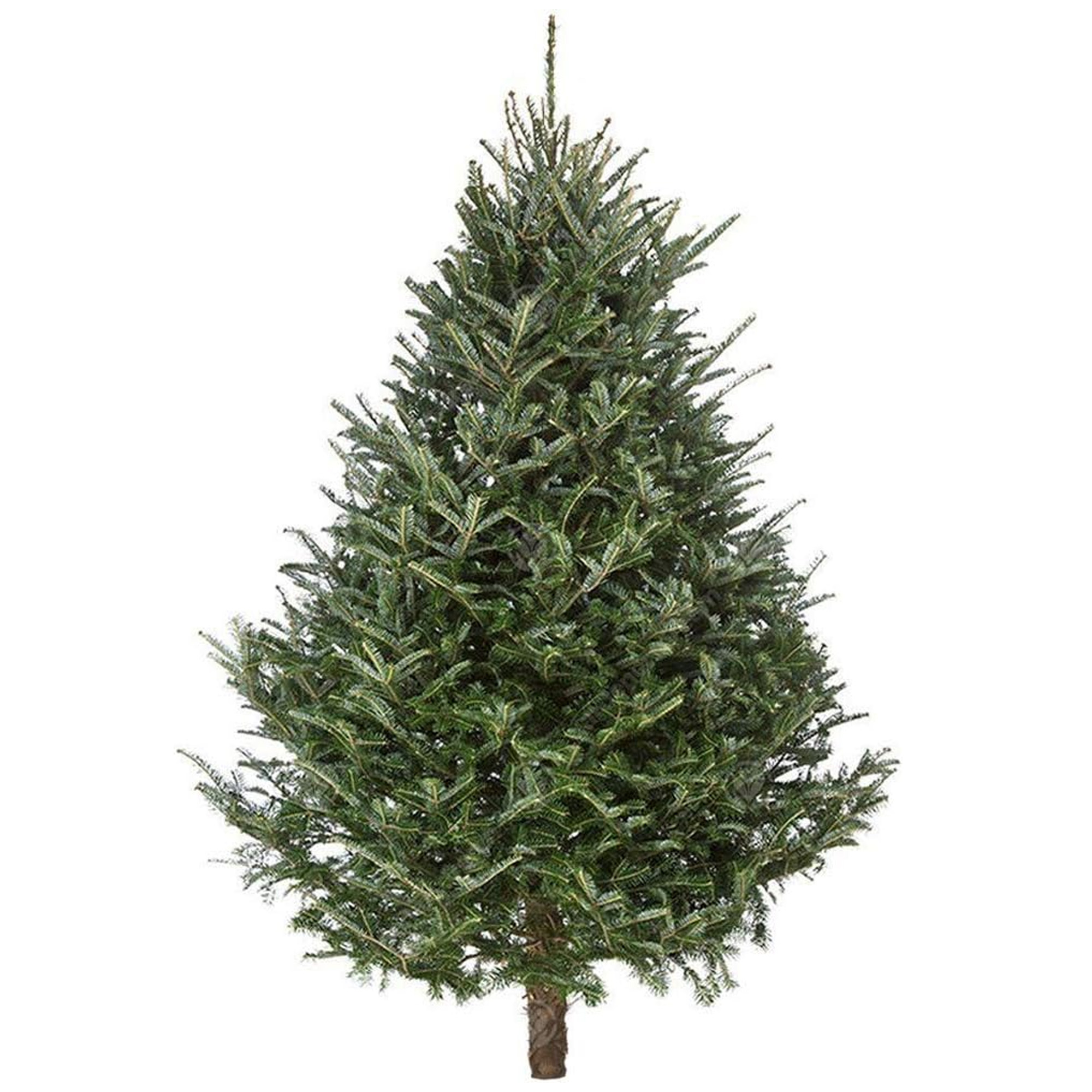 Fraser Fir Fresh Cut Christmas Tree - Real Live Fresh Seasonal Xmas Tree - Picture 59 of 90