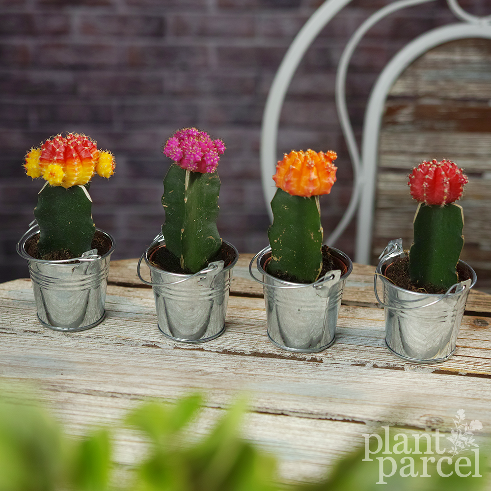 disco cactus music disco cactus music
