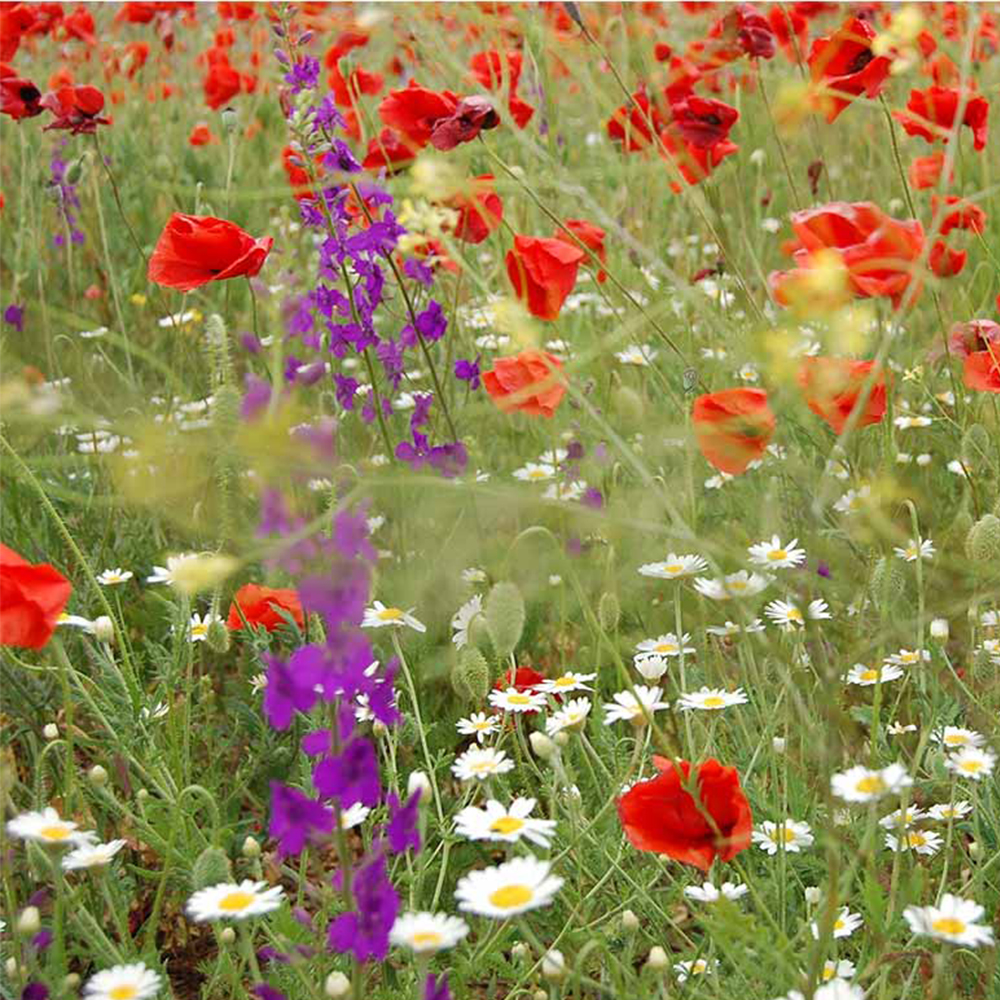 80/20 Wild Flower Seed Sunshine Meadow Mix Wildlife Annual