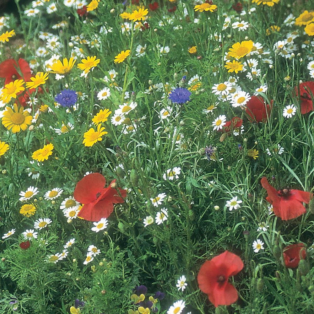80/20 Wild Flower Seed Sunshine Meadow Mix Wildlife Annual