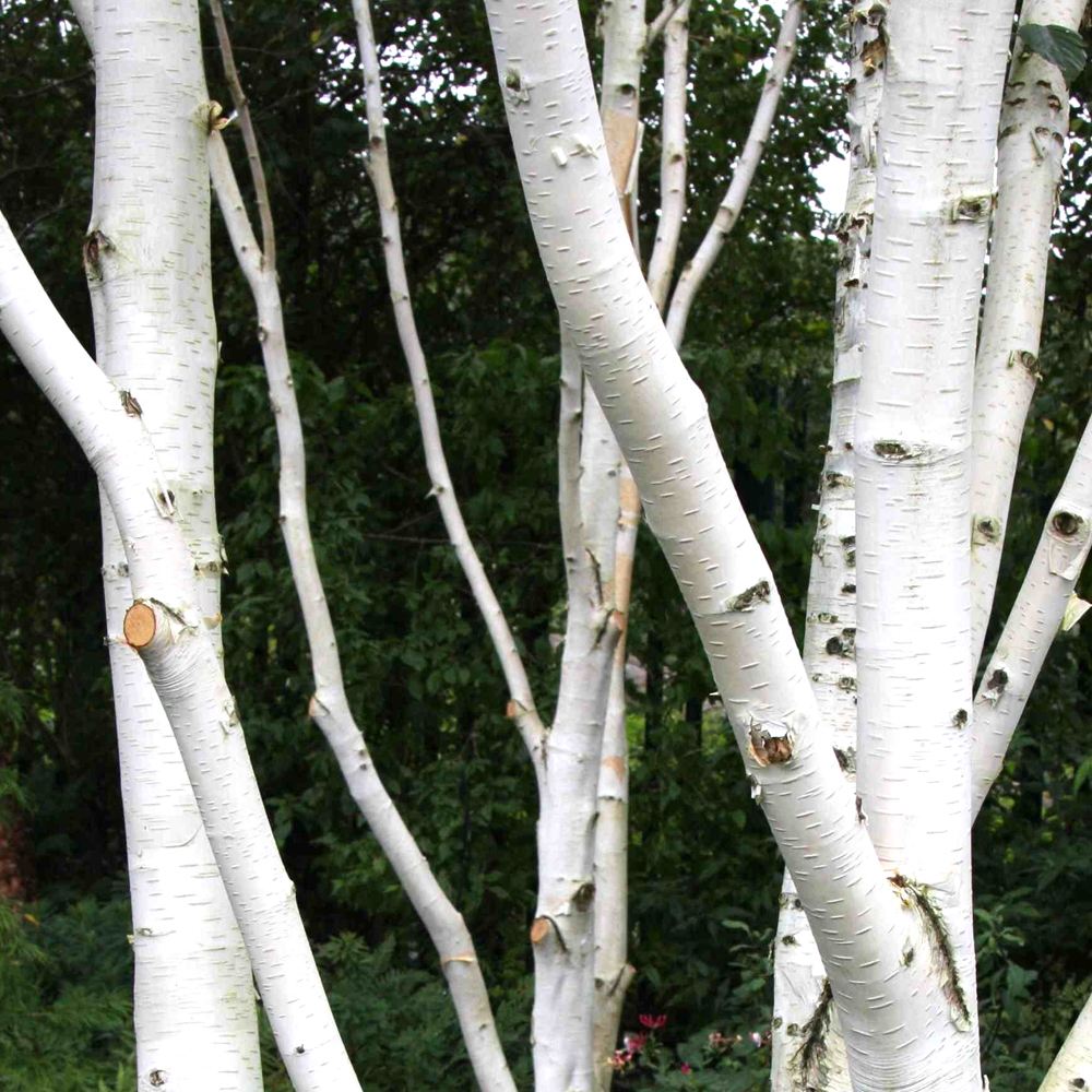 Betula Jacquemontii Single Stem Himalayan Birch Garden Tree 56ft