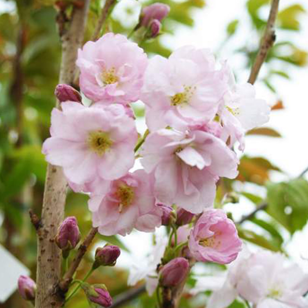 Prunus 'Amanogawa' Japanese Flowering Cherry Ornamental Garden Tree