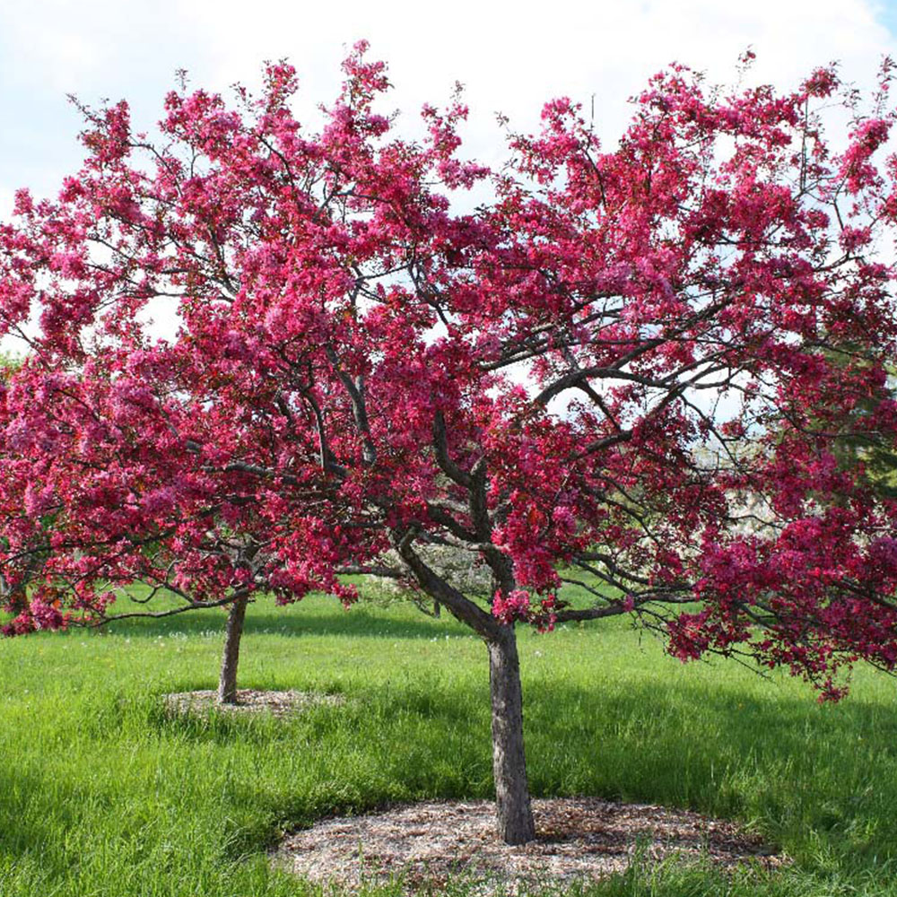 Malus 'Royalty' | Flowering Crab Apple | Ornamental Garden Tree | 5-6ft