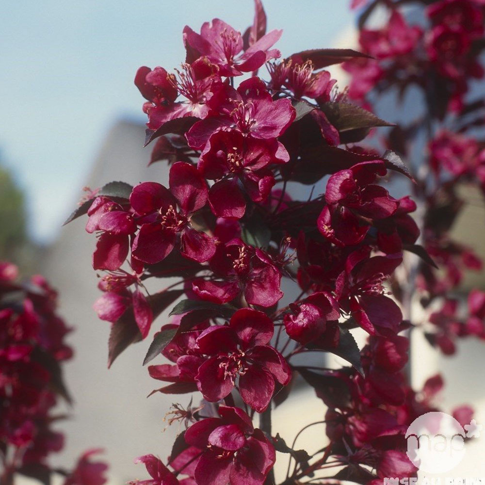 Malus Royalty Flowering Crab Apple Ornamental Garden