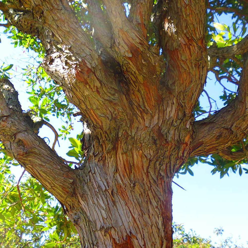 Arbutus unedo | Strawberry tree | Ornamental Garden Tree | 5-6ft