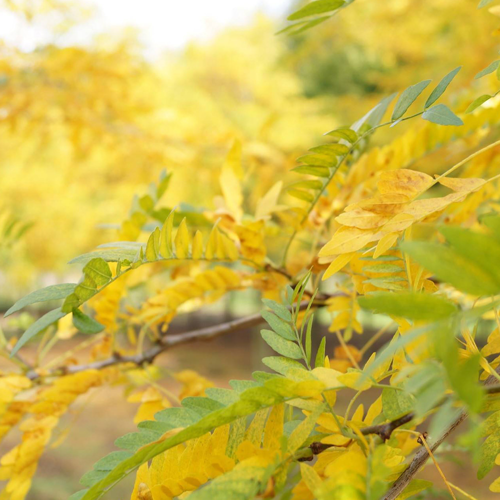 Golden Honey Locust Tree