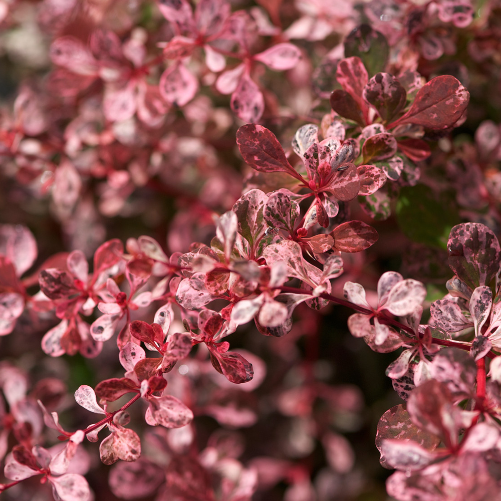 Berberis thunbergii 'Harlequin' Japanese Barberry Deciduous Shrub | 9cm ...