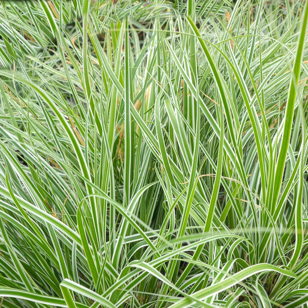 Carex oshimensis 'Everest' Japanese Evergreen Hardy Grass Sedge Plant in Pot - Picture 13 of 18