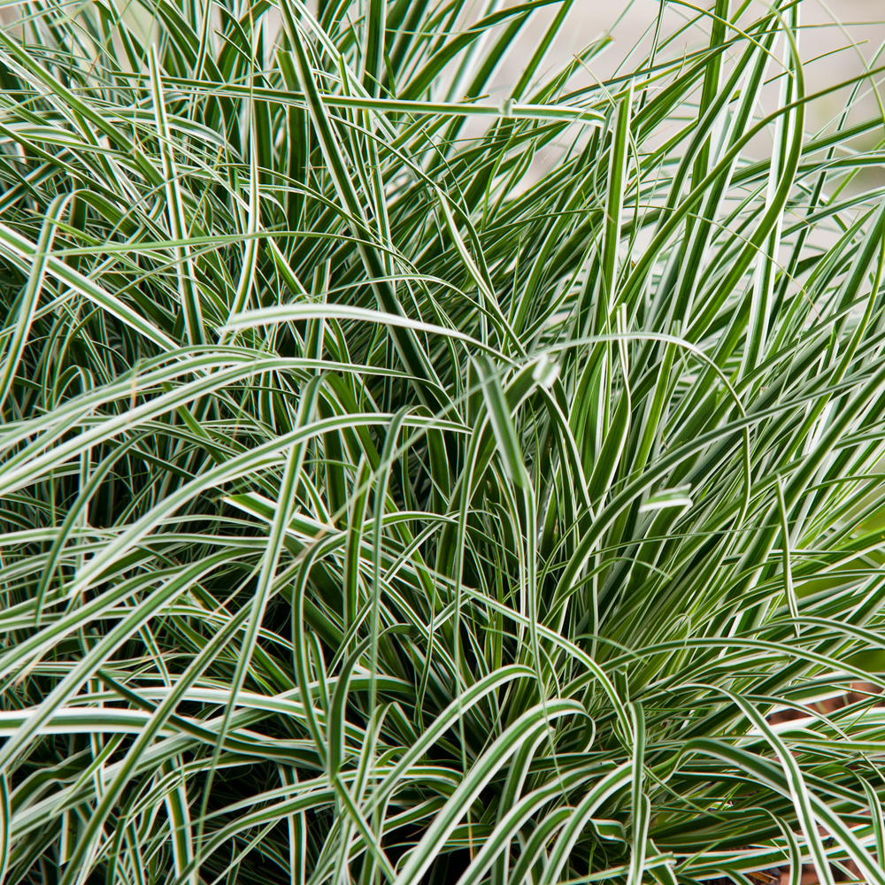 Carex oshimensis 'Everest' Japanese Evergreen Hardy Grass Sedge Plant in Pot - Picture 14 of 18