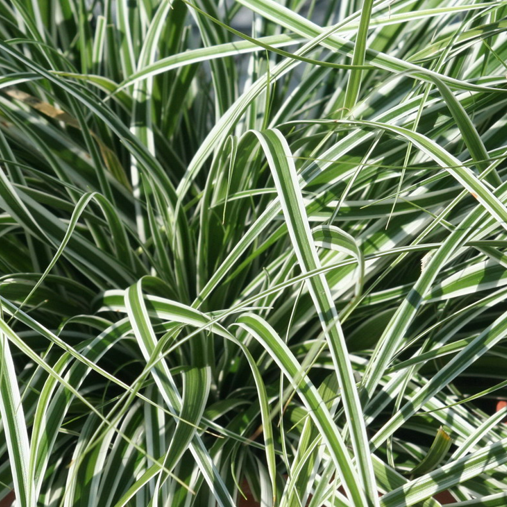 Carex oshimensis 'Everest' Japanese Evergreen Hardy Grass Sedge Plant in Pot - Picture 15 of 18