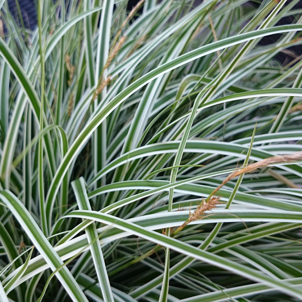 Carex oshimensis 'Everest' Japanese Evergreen Hardy Grass Sedge Plant in Pot - Picture 16 of 18