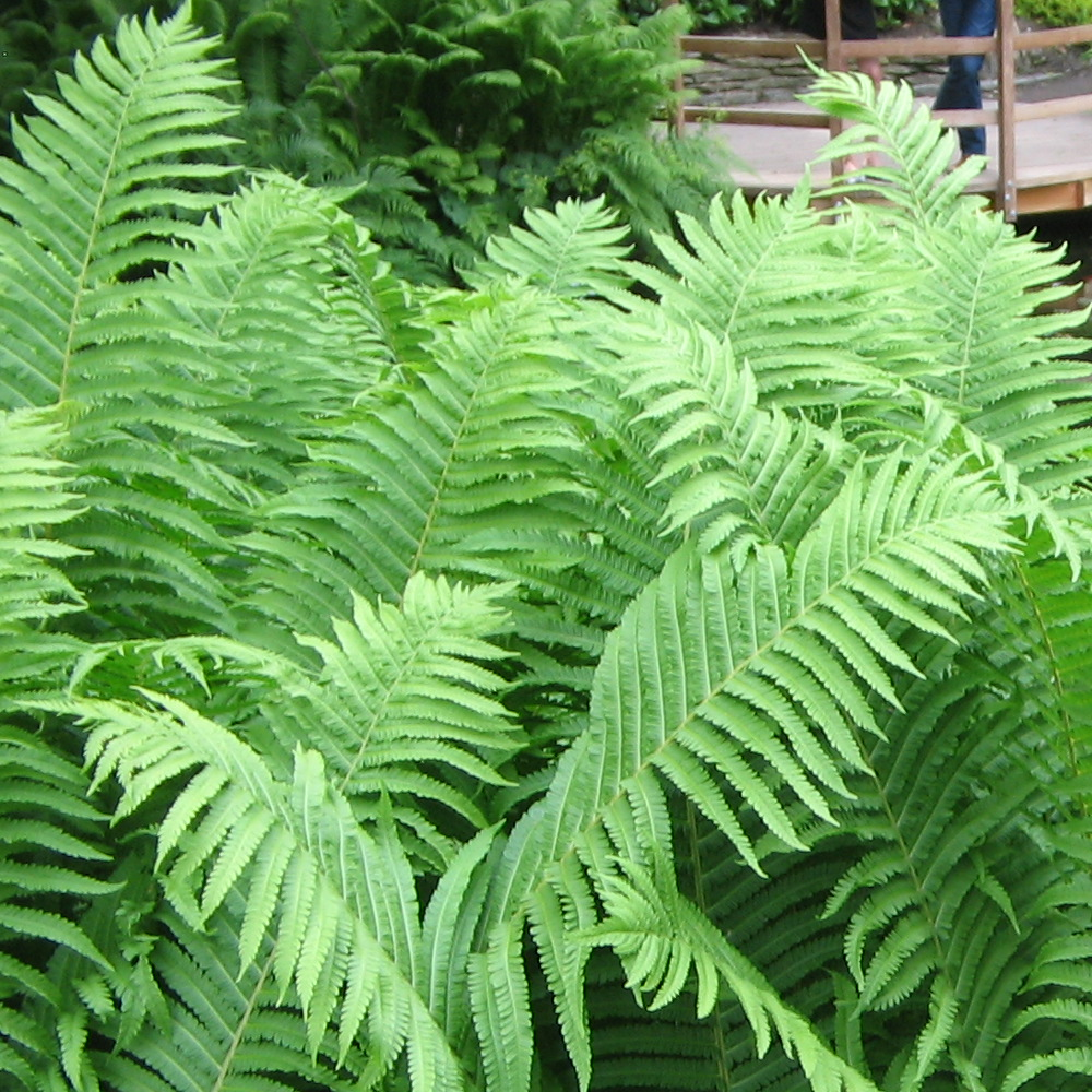 Ostrich Fern Plants For Sale