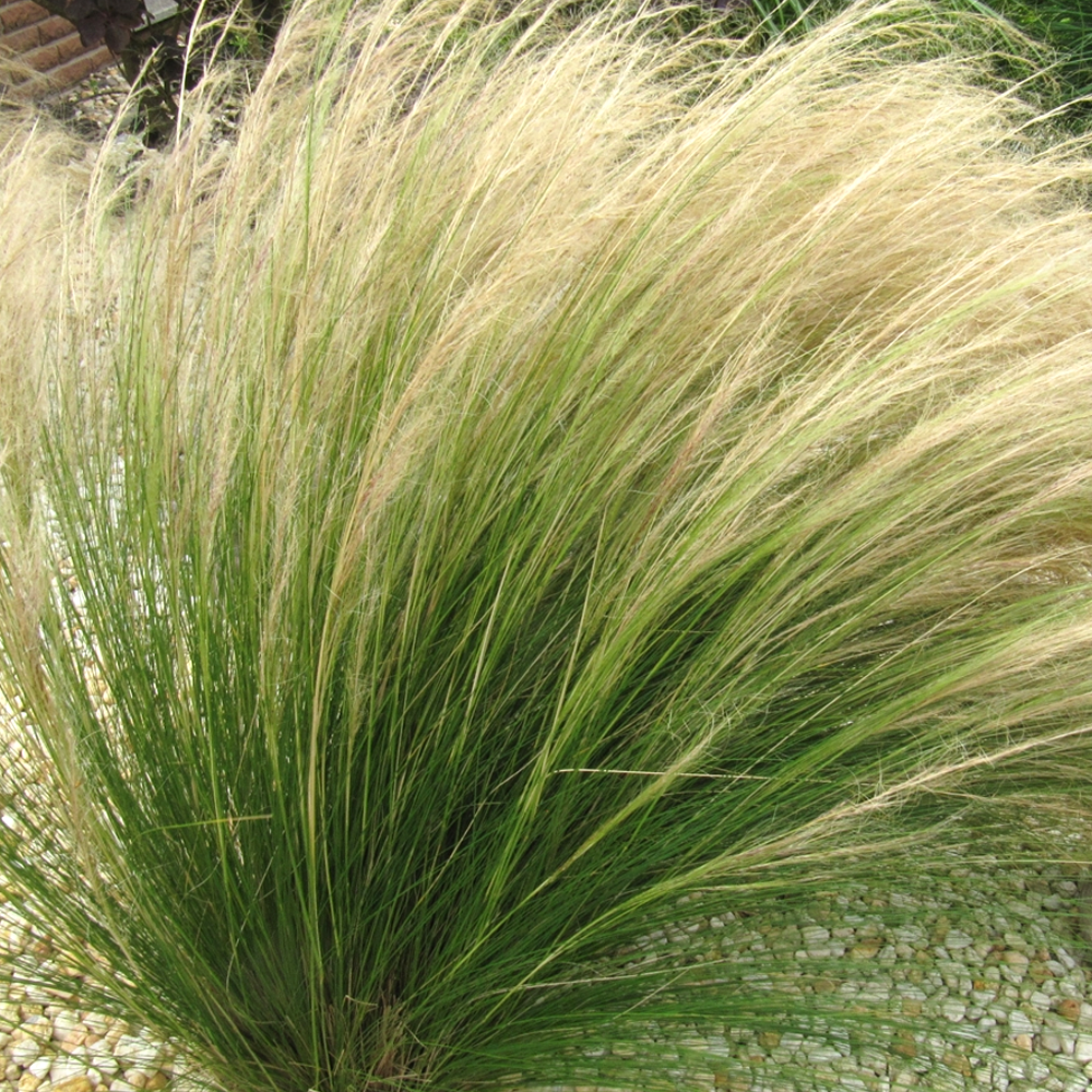Stipa 'Pony Tails' Feather Deciduous Perennial Outdoor Garden Grass Plant in Pot - Picture 15 of 21