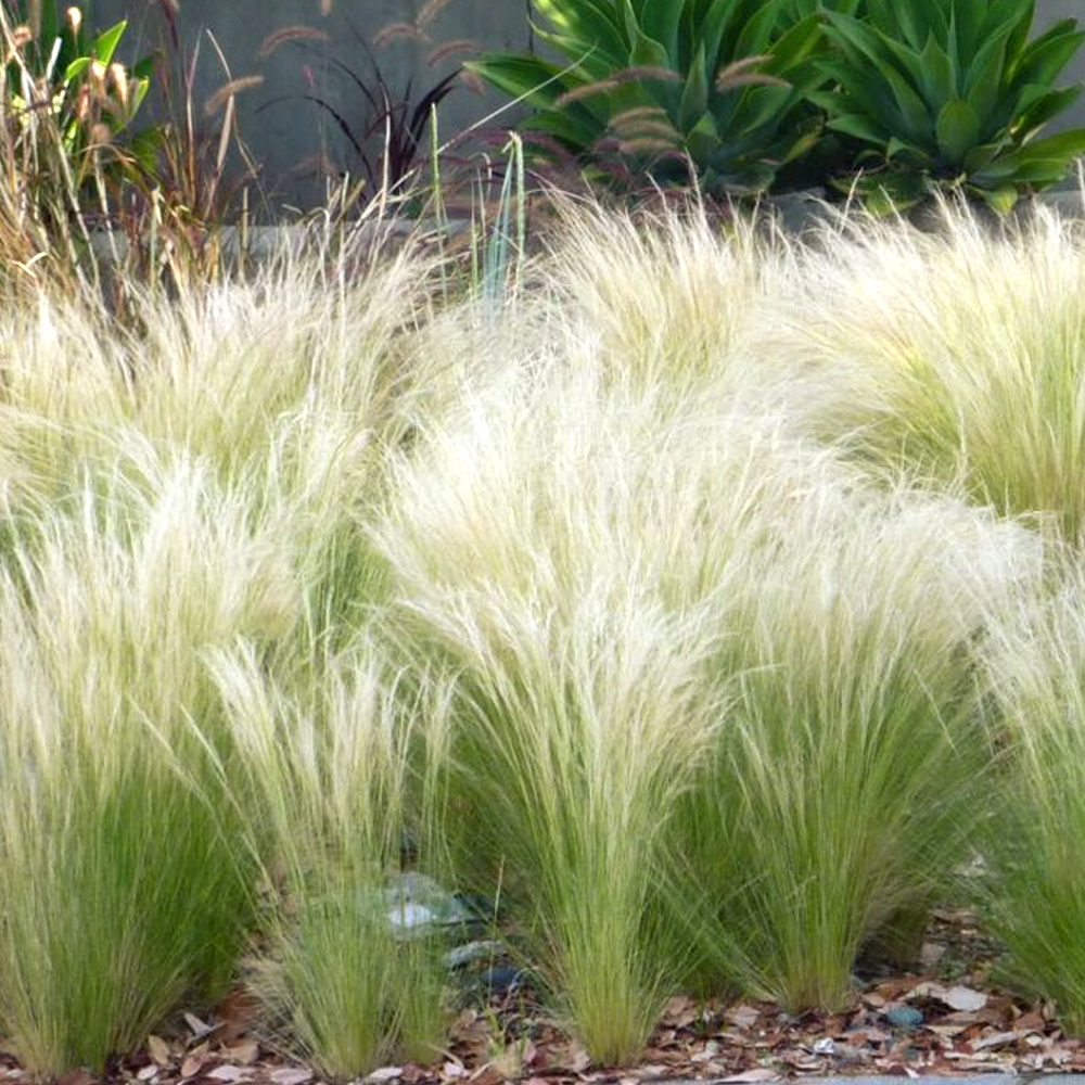 Stipa 'Pony Tails' Feather Deciduous Perennial Outdoor Garden Grass Plant in Pot - Picture 17 of 21