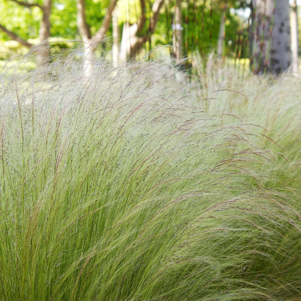 Stipa 'Pony Tails' Feather Deciduous Perennial Outdoor Garden Grass Plant in Pot - Picture 19 of 21