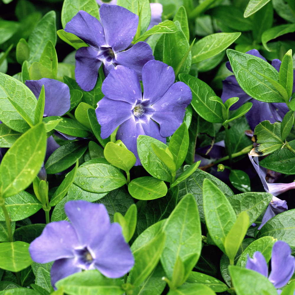 Vinca minor 'Bowles variety' Lesser Periwinkle Evergreen Hardy Shrub ...