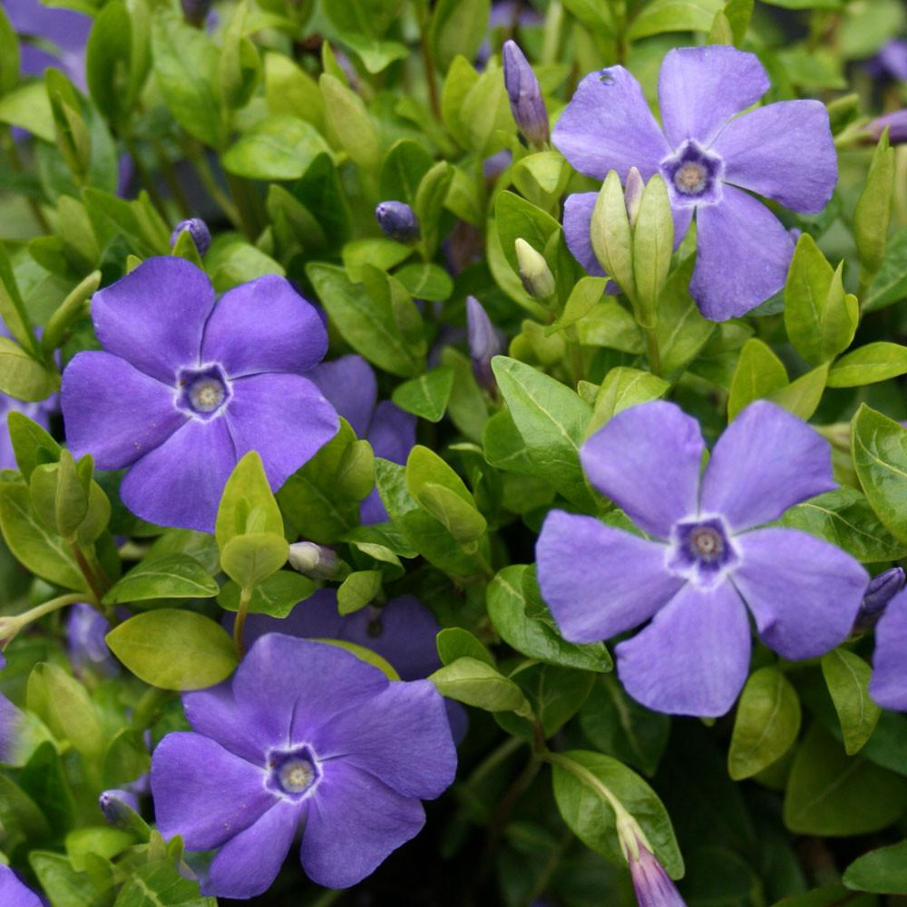 Vinca minor 'Bowles variety' Lesser Periwinkle Evergreen Hardy Shrub