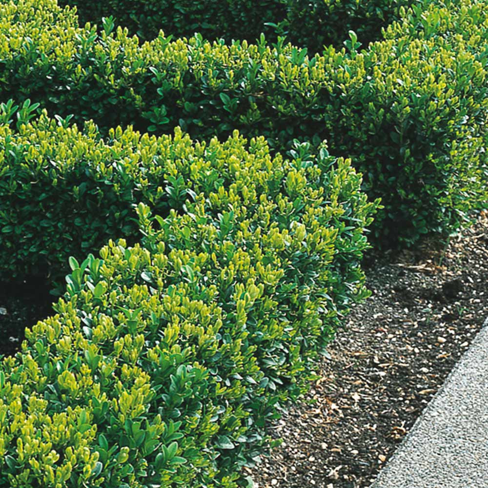 Box Hedging Plants 20-40cm Buxus Sempervirens Dense Evergreen Hedge ...