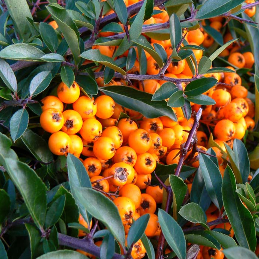 Orange Firethorn Hedging Plants 2040cm Pyracantha