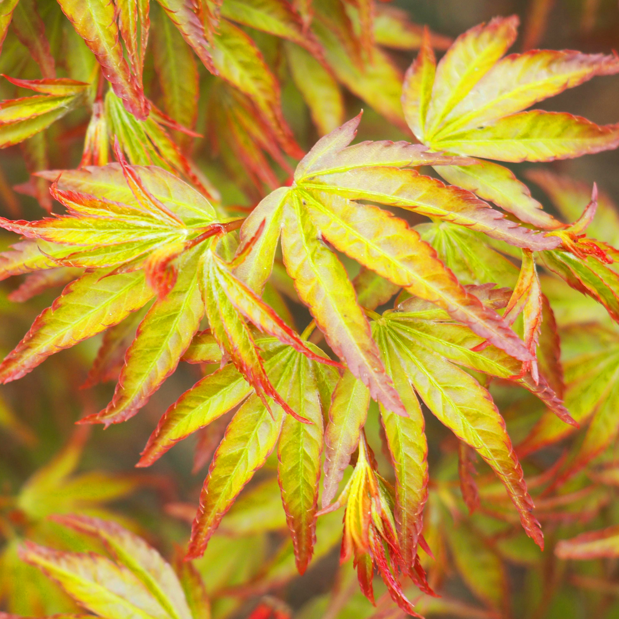 Acer palmatum 'Little Princess' Deciduous Japanese Maple Garden Shrub ...