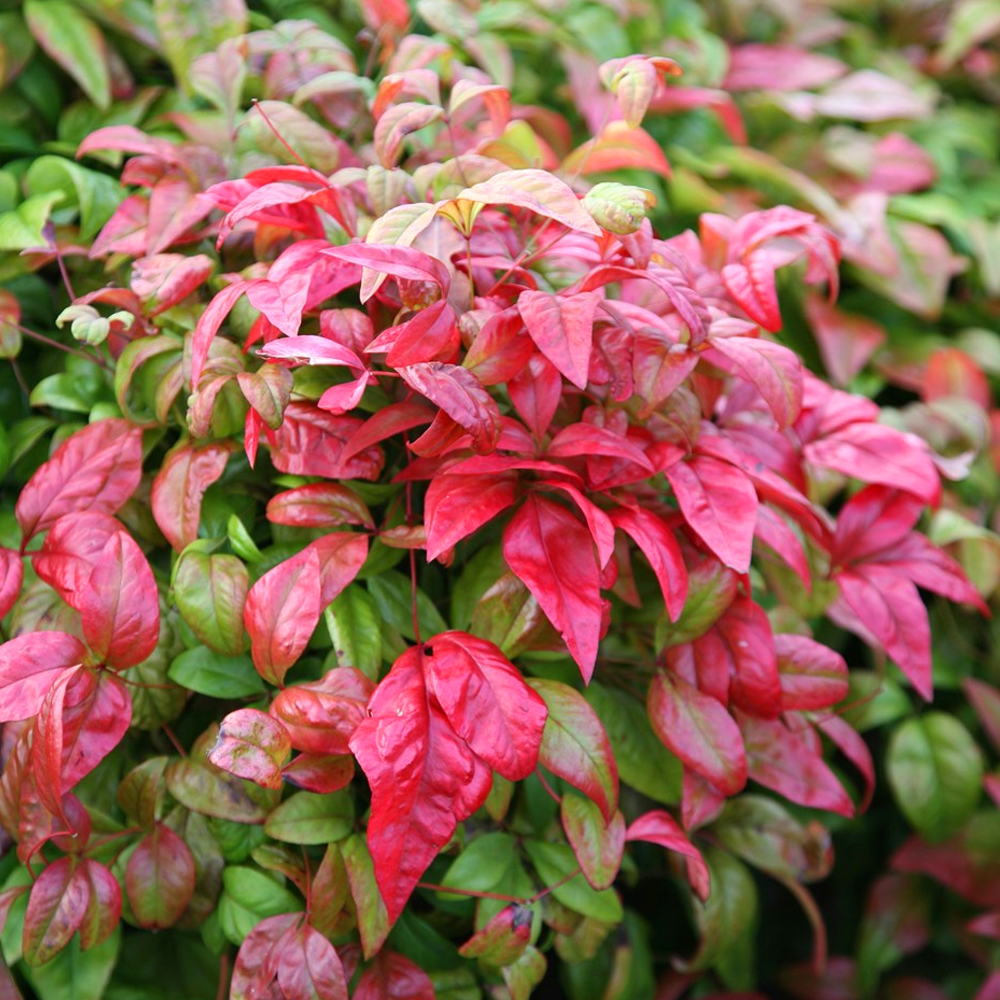 Nandina domestica 'Firepower' Hardy Evergreen Heavenly Bamboo Shrub ...