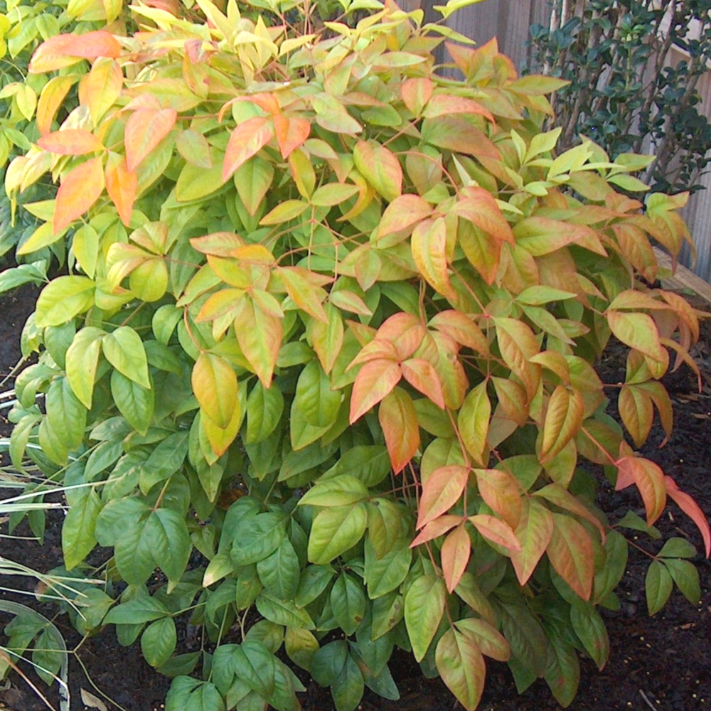 Nandina domestica 'Firepower' Hardy Evergreen Heavenly Bamboo Shrub ...