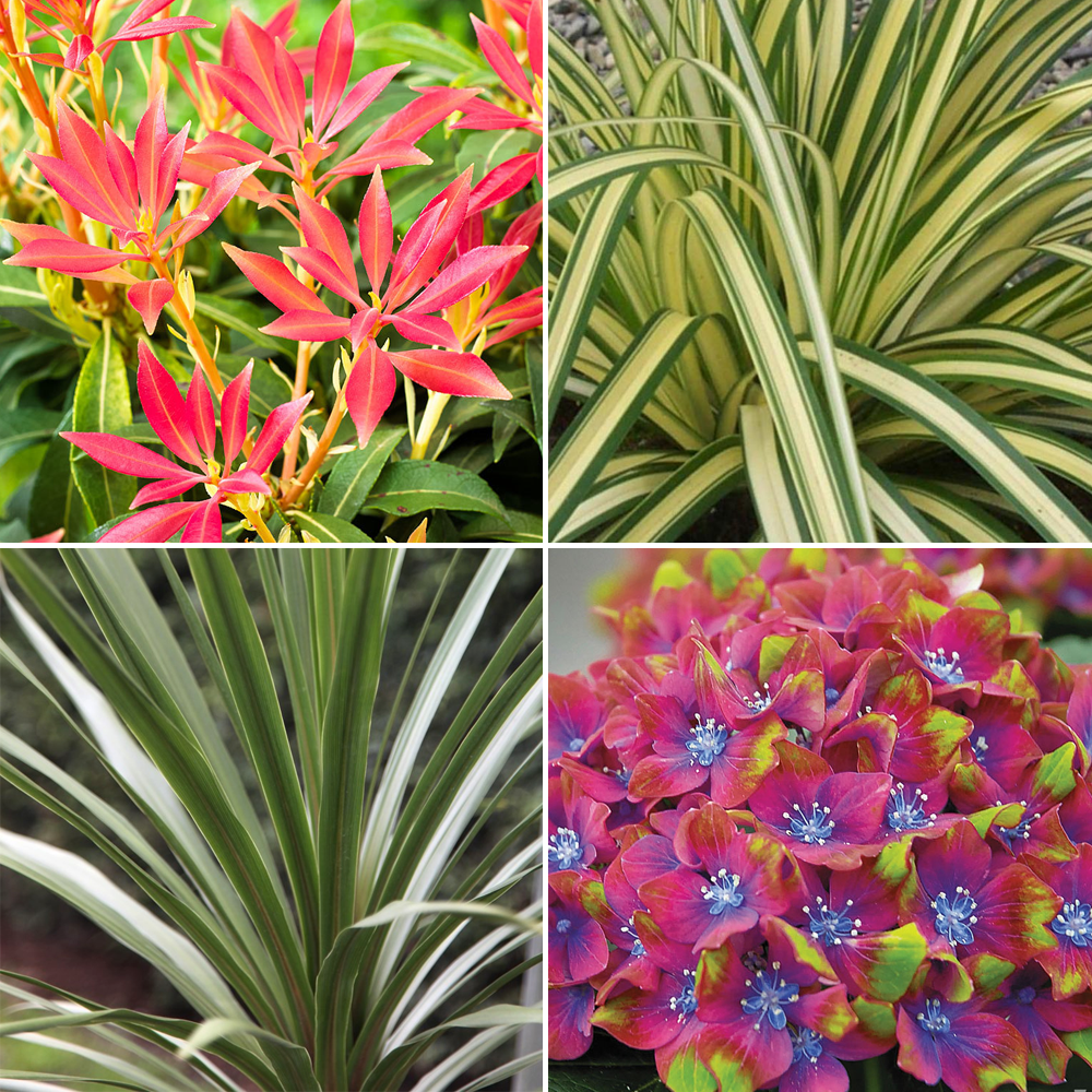 5 X Mixed Garden Plants High Quality Established Plants in Pots UK