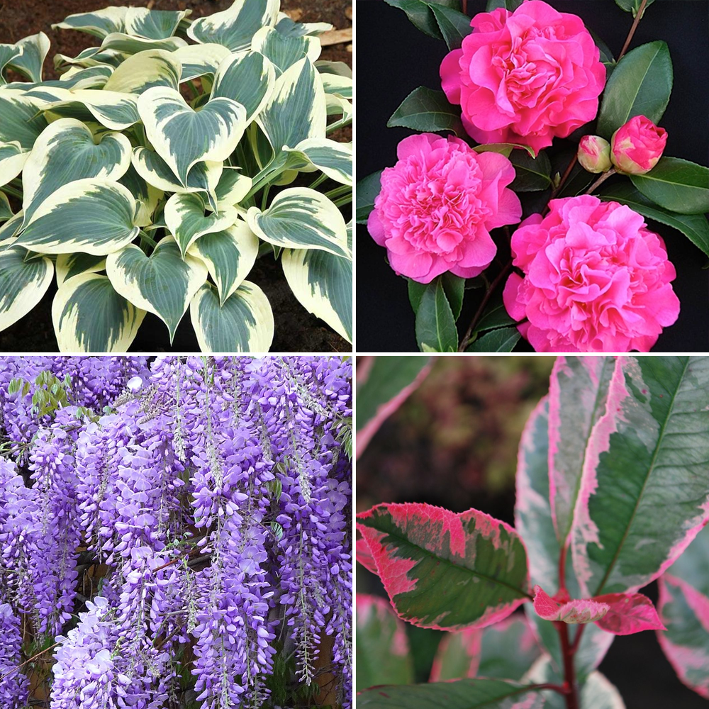 5 X Mixed Garden Plants High Quality Established Plants in Pots UK
