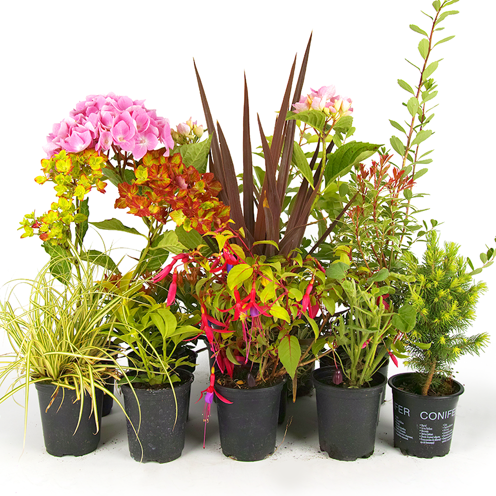 5 X Mixed Garden Plants High Quality Established Plants in Pots UK