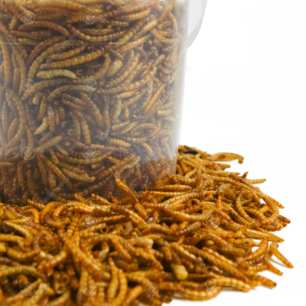 Dried Mealworms Mix High Quality Wild Bird Food Large Variety eBay