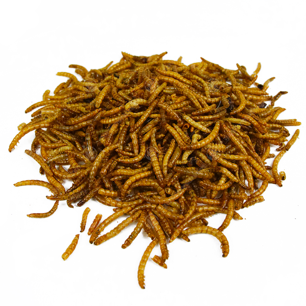 Dried Mealworms Mix High Quality Wild Bird Food Large Variety eBay