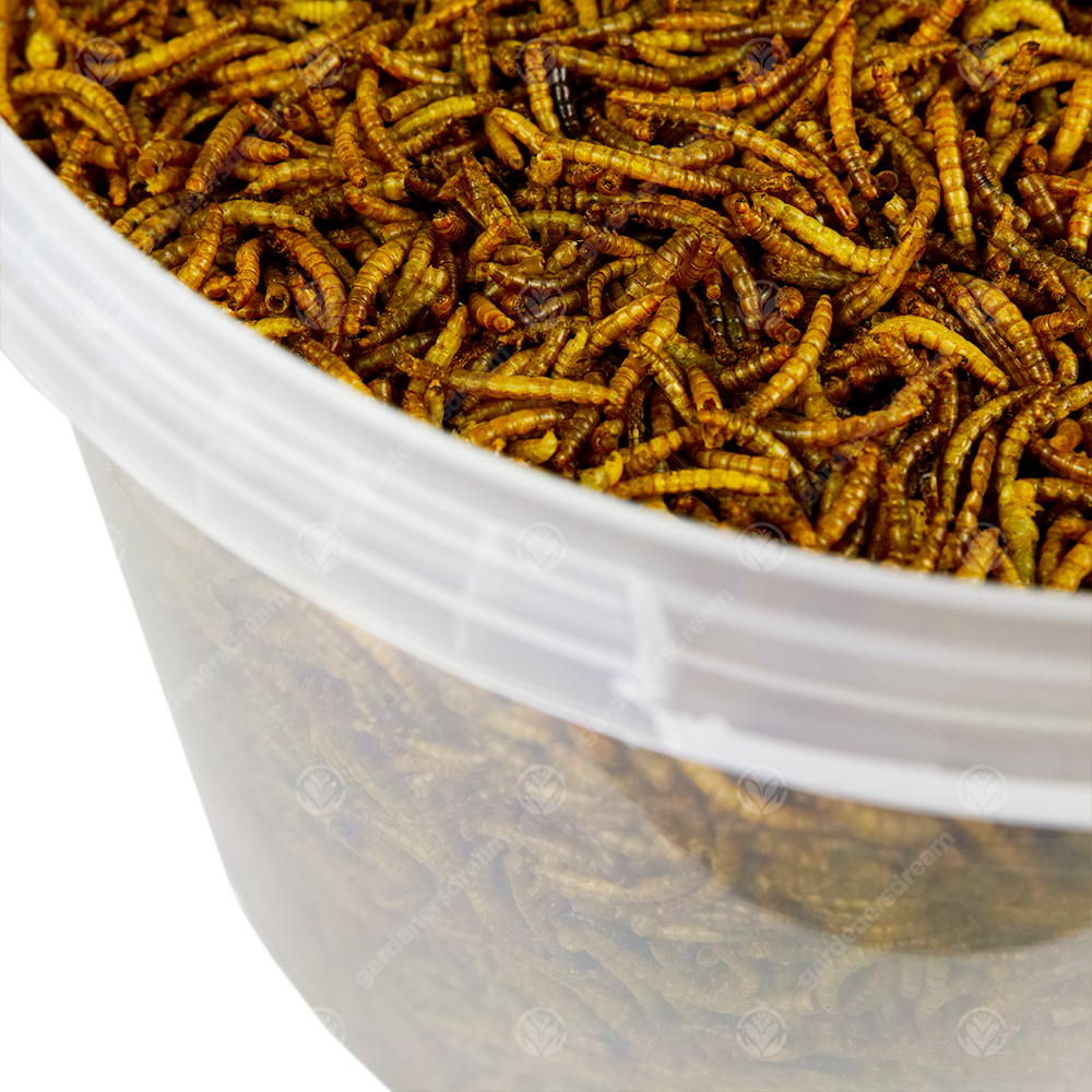 Dried Mealworms Mix High Quality Wild Bird Food Large Variety eBay