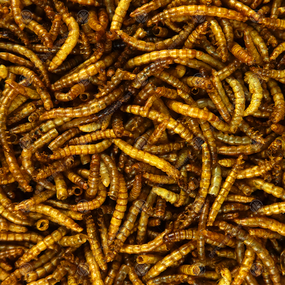 Dried Mealworms Mix High Quality Wild Bird Food Large Variety eBay